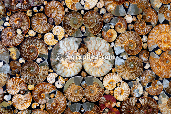 Table décorative avec ammonites - surface polie - gryphea.com
